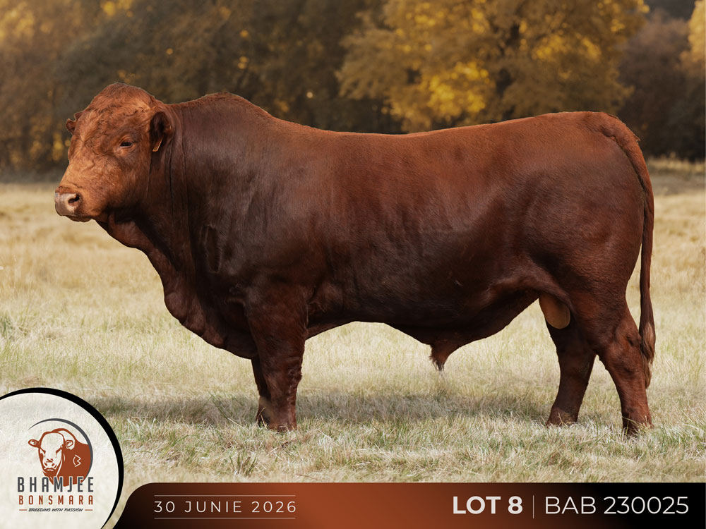 Lot-8